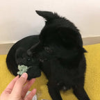 Personalised Chenille Pet Keyring - Handmade by Lucky Fosil Friends