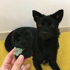 Personalised Chenille Pet Keyring - Handmade by Lucky Fosil Friends